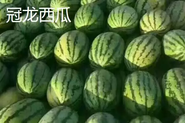 大型西瓜的品种种类介绍,大型西瓜品种有哪些最大可达多少插图7 大型西瓜的品种种类介绍,大型西瓜品种有哪些最大可达多少插图7