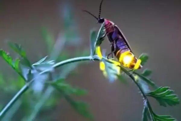 大萤火虫的食物种类类型,大萤火虫的食物成虫期吃什么插图1 大萤火虫的食物种类类型,大萤火虫的食物成虫期吃什么插图1