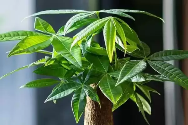 发财树叶子问题补救,发财树叶子发黄掉落如何进行补救处理插图1 发财树叶子问题补救,发财树叶子发黄掉落如何进行补救处理插图1