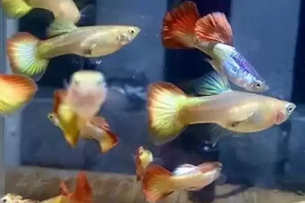 彩霞鱼是一种怎样的鱼呢,彩霞鱼是什么鱼插图3 彩霞鱼是一种怎样的鱼呢,彩霞鱼是什么鱼插图3