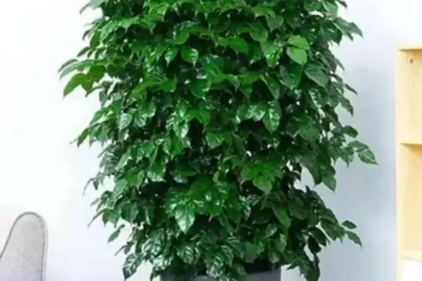 发财树适宜摆放位置,发财树适合放在家里哪些位置地方插图1 发财树适宜摆放位置,发财树适合放在家里哪些位置地方插图1