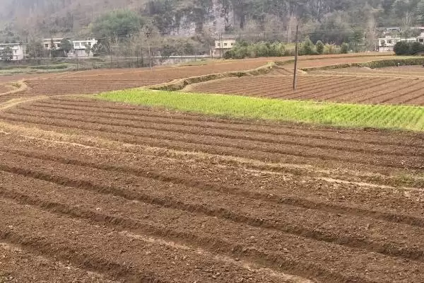 大葱如何进行育苗操作和方法,大葱怎么育苗插图1 大葱如何进行育苗操作和方法,大葱怎么育苗插图1