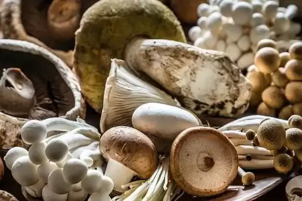 蔬菜食用菌类存放最佳温度多少？插图4