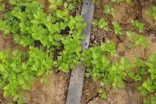 冬季芹菜的种植方法,冬季怎么种植芹菜大小苗要分级吗插图3 冬季芹菜的种植方法,冬季怎么种植芹菜大小苗要分级吗插图3