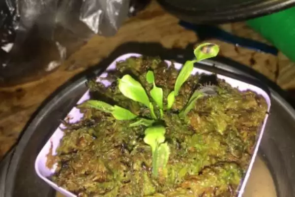 捕蝇草发黑是什么原因导致的呢,捕蝇草发黑的原因插图2
