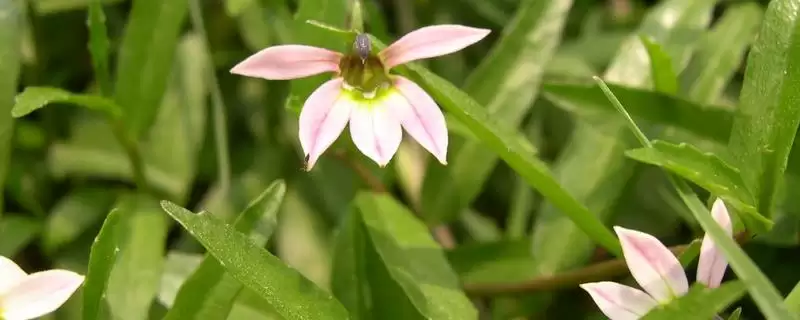 半边莲是一种怎样的植物呢,半边莲简介插图 半边莲是一种怎样的植物呢,半边莲简介插图