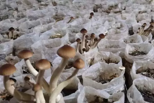 茶树菇有哪些常见的病虫害呢,茶树菇的常见病虫害插图1 茶树菇有哪些常见的病虫害呢,茶树菇的常见病虫害插图1