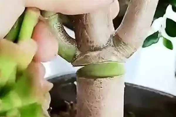 发财树的繁殖方法,发财树可选择哪些繁殖方法方式插图2 发财树的繁殖方法,发财树可选择哪些繁殖方法方式插图2