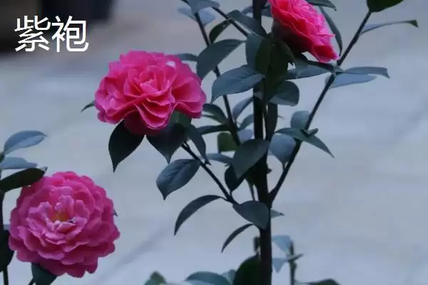 茶花树苗的价格是多少钱及情况呢,茶花树苗的价格插图6 茶花树苗的价格是多少钱及情况呢,茶花树苗的价格插图6