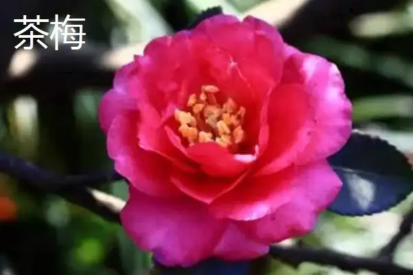 茶梅和茶花有哪些方面的区别呢,茶梅和茶花有什么区别插图5 茶梅和茶花有哪些方面的区别呢,茶梅和茶花有什么区别插图5