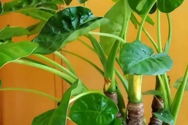 滴水观音的移栽季节选择,滴水观音的移栽季节在什么时候合适插图2 滴水观音的移栽季节选择,滴水观音的移栽季节在什么时候合适插图2