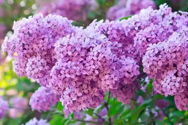 丁香花的植物基本介绍,丁香花是怎样的落叶灌木或小乔木插图3 丁香花的植物基本介绍,丁香花是怎样的落叶灌木或小乔木插图3