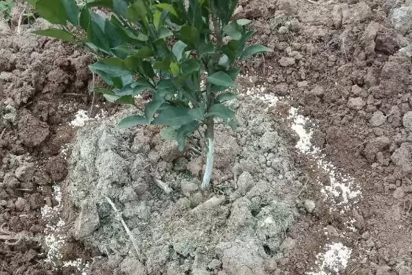 柑橘秋施基肥的要点,对柑橘秋施基肥的要点有哪些方面插图3 柑橘秋施基肥的要点,对柑橘秋施基肥的要点有哪些方面插图3