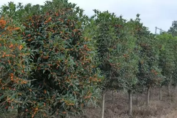 丹桂树的价格影响因素,丹桂树的价格受哪些规格因素影响插图2 丹桂树的价格影响因素,丹桂树的价格受哪些规格因素影响插图2