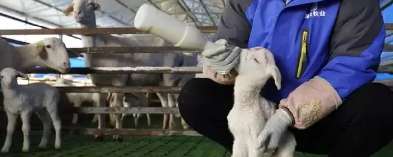 羔羊人工哺乳如何用哺乳器喂食?-会东网