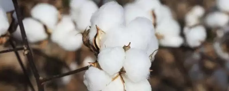 4月中旬至5月上旬播种湘X1107棉花种子-会东网