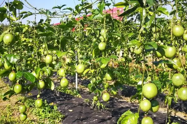百香果种植前景,百香果未来的种植前景如何插图1 百香果种植前景,百香果未来的种植前景如何插图1