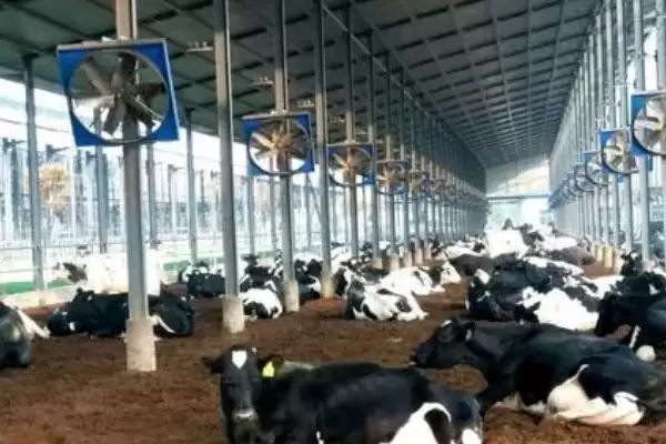 冬季奶牛的高效养殖,冬季怎么高效养殖奶牛提高产奶量插图2 冬季奶牛的高效养殖,冬季怎么高效养殖奶牛提高产奶量插图2