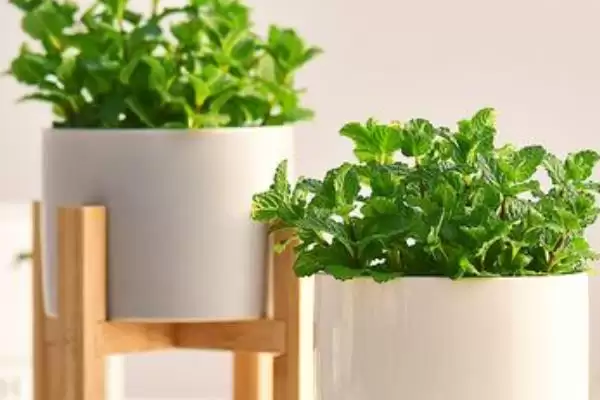 薄荷盆栽能不能放在室内呢,薄荷盆栽能放室内吗插图4