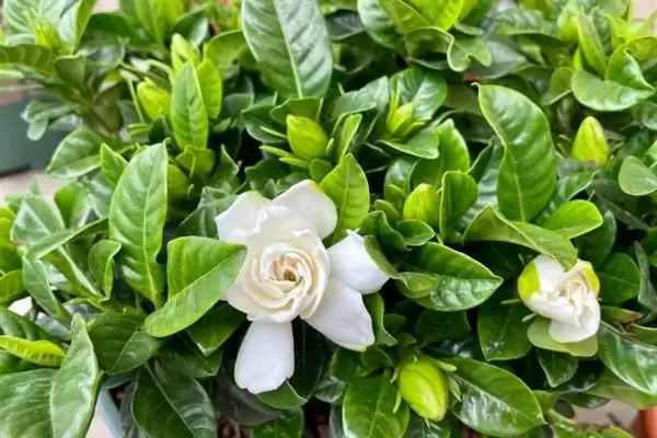 冬季栀子花黄叶处理方法,冬季栀子花黄叶干枯掉叶怎么处理插图6 冬季栀子花黄叶处理方法,冬季栀子花黄叶干枯掉叶怎么处理插图6