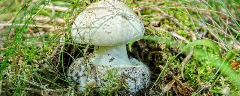 毒蘑菇的常见种类,毒蘑菇的种类有哪些常见的类型插图 毒蘑菇的常见种类,毒蘑菇的种类有哪些常见的类型插图