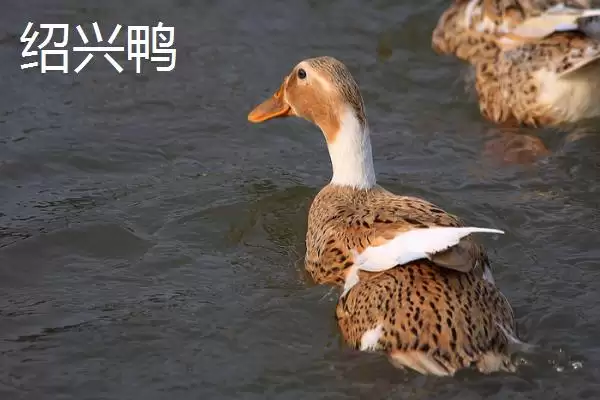 产蛋多的蛋鸭有哪些品种呢,产蛋多的蛋鸭品种插图2 产蛋多的蛋鸭有哪些品种呢,产蛋多的蛋鸭品种插图2