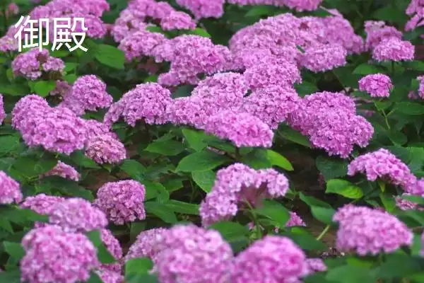 大花绣球有哪些常见的品种呢,大花绣球的品种插图3 大花绣球有哪些常见的品种呢,大花绣球的品种插图3