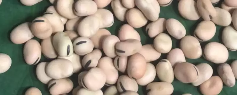 蚕豆种子的发芽过程是怎样呢,蚕豆种子的发芽过程插图 蚕豆种子的发芽过程是怎样呢,蚕豆种子的发芽过程插图