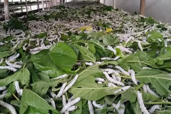 蚕屎能不能用来做肥料呢,蚕屎能做肥料吗插图2 蚕屎能不能用来做肥料呢,蚕屎能做肥料吗插图2