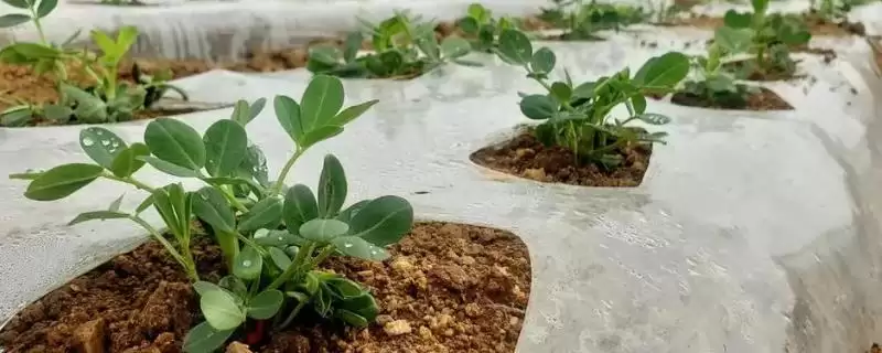 春花生覆膜播种前有何注意事,春花生覆膜播种前的注意事项插图 春花生覆膜播种前有何注意事,春花生覆膜播种前的注意事项插图