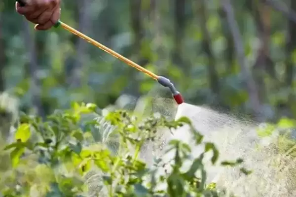 种植蔬菜选叶面肥有何注意点？插图1