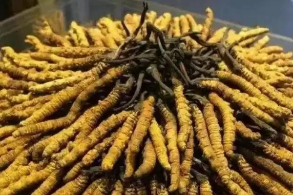 冬虫夏草的生长过程,冬虫夏草的生长过程是怎样的情况插图3 冬虫夏草的生长过程,冬虫夏草的生长过程是怎样的情况插图3