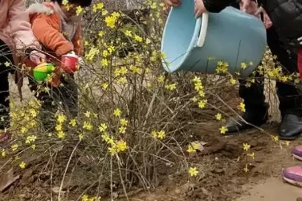 冬天迎春花的浇水方式,冬天迎春花的浇水方式有何要求插图1 冬天迎春花的浇水方式,冬天迎春花的浇水方式有何要求插图1