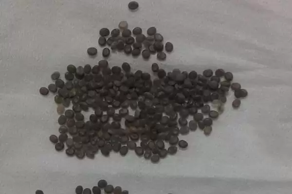 蚕卵的颜色变化顺序是怎样呢,蚕卵的颜色变化顺序插图2 蚕卵的颜色变化顺序是怎样呢,蚕卵的颜色变化顺序插图2