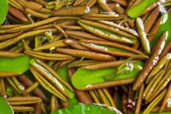 常见的野菜有哪些种类和名称呢,常见的野菜插图12 常见的野菜有哪些种类和名称呢,常见的野菜插图12