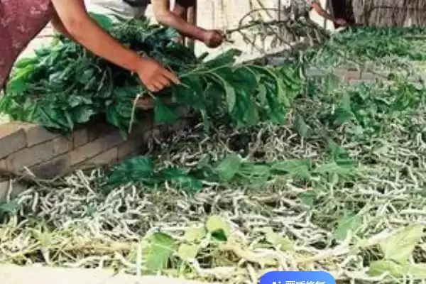 蚕屎能不能用来做肥料呢,蚕屎能做肥料吗插图3 蚕屎能不能用来做肥料呢,蚕屎能做肥料吗插图3