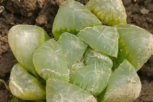 多肉叶片浇水的情况,多肉叶片适当浇水是否是可行的插图3