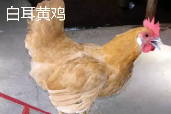 产蛋率高的鸡有哪些品种及特点呢,产蛋率高的鸡品种插图2 产蛋率高的鸡有哪些品种及特点呢,产蛋率高的鸡品种插图2