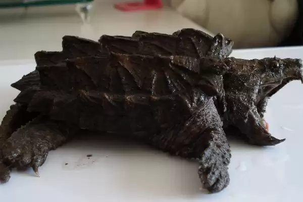 大鳄龟是不是属于深水龟呢,大鳄龟是不是深水龟插图1 大鳄龟是不是属于深水龟呢,大鳄龟是不是深水龟插图1