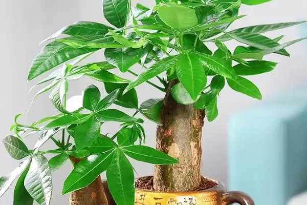 发财树适宜摆放位置,发财树适合放在家里哪些位置地方插图3 发财树适宜摆放位置,发财树适合放在家里哪些位置地方插图3