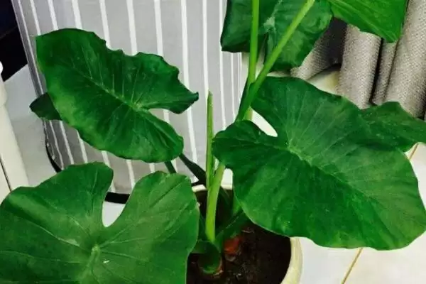 滴水观音花的毒性情况,滴水观音的花有没有毒性方面的问题插图3