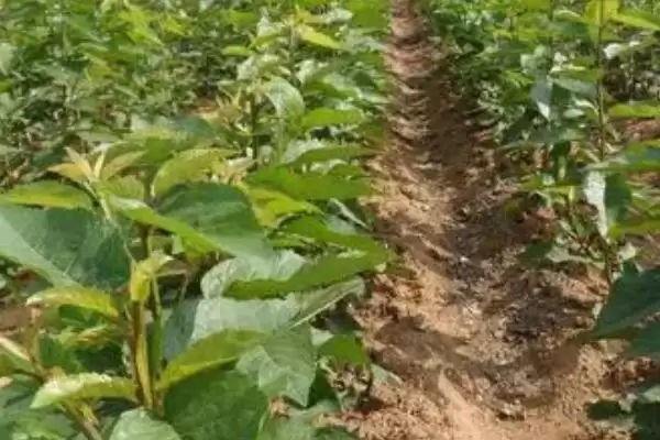 俄罗斯8号樱桃苗价格,俄罗斯8号樱桃苗的价格受什么影响插图1 俄罗斯8号樱桃苗价格,俄罗斯8号樱桃苗的价格受什么影响插图1