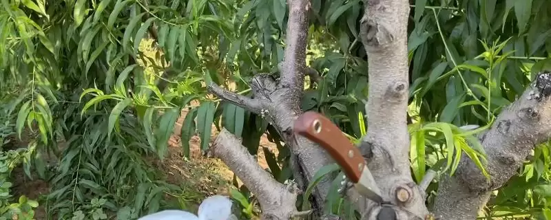 春季桃树嫁接的时间和方法是啥,春季桃树嫁接时间和方法-会东网