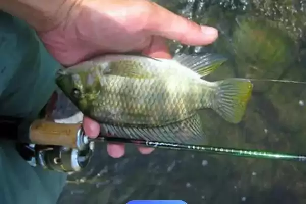 地笼捕罗非鱼的方法技巧,地笼怎么快速捕罗非鱼有何方法插图8 地笼捕罗非鱼的方法技巧,地笼怎么快速捕罗非鱼有何方法插图8