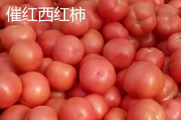 催红西红柿与普通西红柿的区别,催红西红柿与普通西红柿的区别插图1 催红西红柿与普通西红柿的区别,催红西红柿与普通西红柿的区别插图1