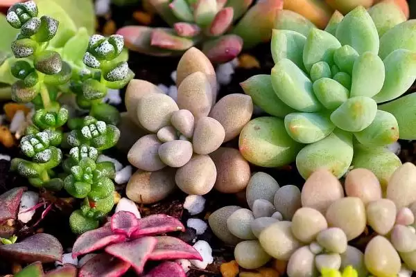 不用勤浇水的室内盆栽植物有哪些,不用勤浇水的省心室内盆栽植物插图5 不用勤浇水的室内盆栽植物有哪些,不用勤浇水的省心室内盆栽植物插图5