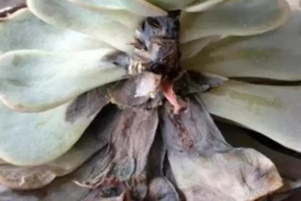 多肉冬季黑腐的原因,多肉在冬季出现黑腐的原因是什么插图3 多肉冬季黑腐的原因,多肉在冬季出现黑腐的原因是什么插图3