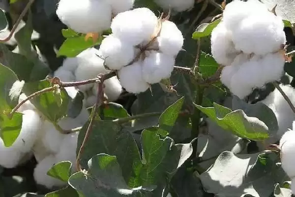棉花分播种期苗期蕾期花铃期吐絮期生长阶段插图3 棉花分播种期苗期蕾期花铃期吐絮期生长阶段插图3
