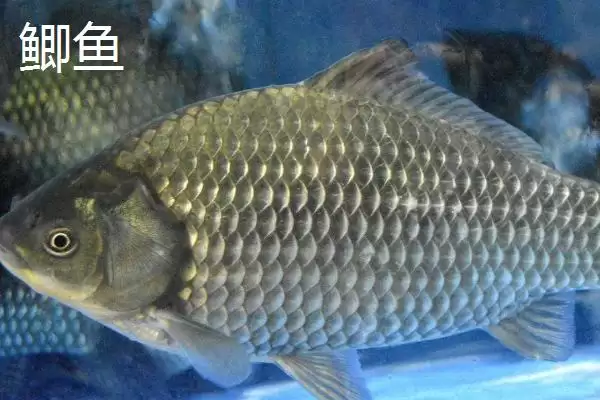 伊豆4号钩能通杀哪些中小型鱼?插图3 伊豆4号钩能通杀哪些中小型鱼?插图3