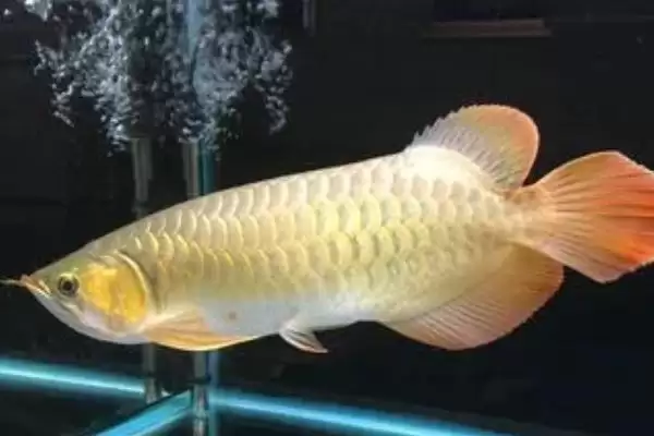 旦岛龙鱼的饲养难度情况,旦岛龙鱼好不好养饲养难度如何插图3 旦岛龙鱼的饲养难度情况,旦岛龙鱼好不好养饲养难度如何插图3